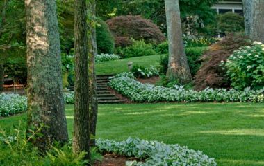 Зонирование участка в лесу без вырубки деревьев